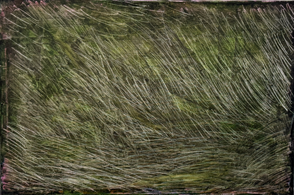 野草Weed